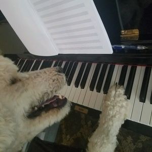 Meet your Posher, Parsa